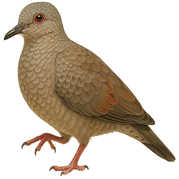 Common Ground Dove